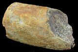 Hadrosaur (Maiasaura) Rib Bone Section - Montana #71287-1